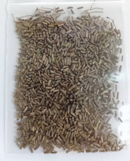 ดอกกระดาษ หรือบานไม่รู้โรยฝรั่ง คละสี / 700 เม็ด *