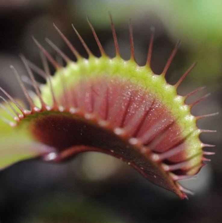 กาบหอยแครง (Venus Flytrap) / 100 เม็ด (S079)