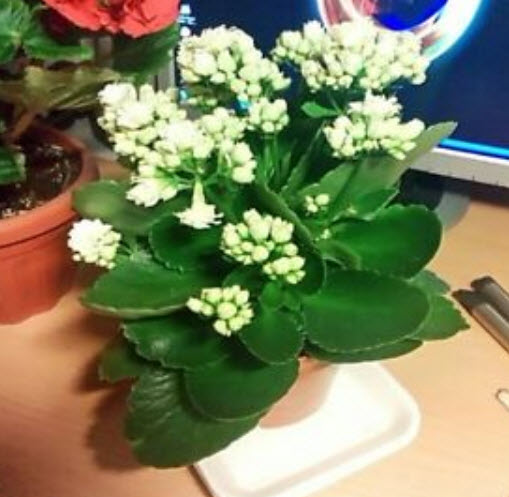 เมล็ดกุหลาบหิน (Kalanchoe) สีขาว / 50 เม็ด (นอก)