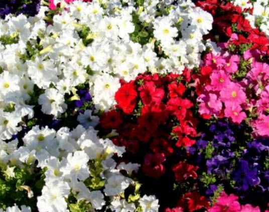พิทูเนีย ดีลักซ์ (Petunia Delux) คละ / 1,000 เม็ด (UK)