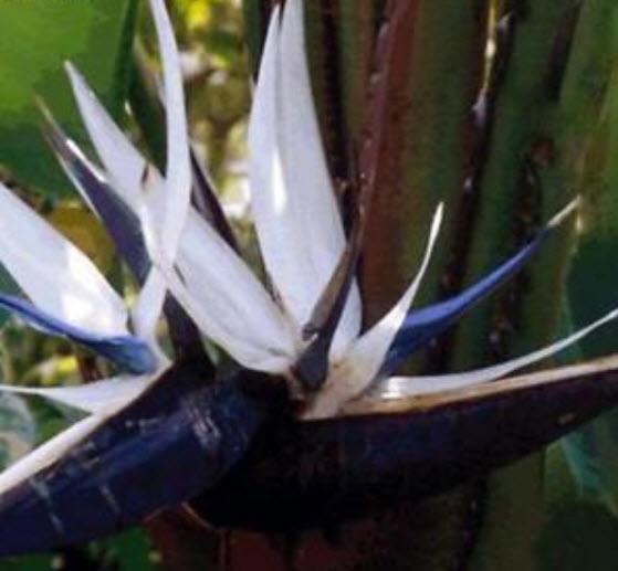 ปักษาสวรรค์ (Bird of Paradise) สีขาว / 20 เม็ด