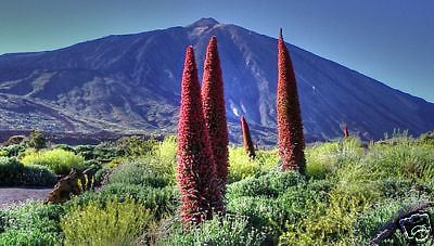 เอเชี่ยม ไวด์เพร็ตตี้ (Echium Wildprettii) / 10 เม็ด (UK)