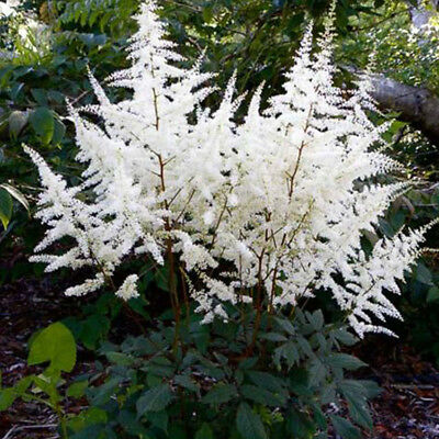 อัสดง (Astilbe) คละสี / 100 เม็ด (China)