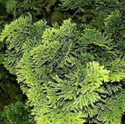สนฮิโนกิ หรือ ฮิโนกิ ไซเปรซ (Hinoki Cypress) / 25 เม็ด (Russia)*