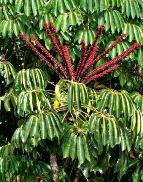 หนวดปลาหมึก (Schefflera actinophylla) / 10 เม็ด (Portugal)