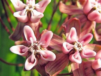 มิลค์หวีด ชมพู (Pink Common Milkweed) / 50 เม็ด (USA)