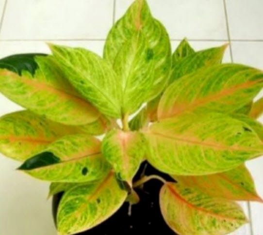 อโกลนีมา (Aglaonema) คละ / 100 เม็ด (set A)