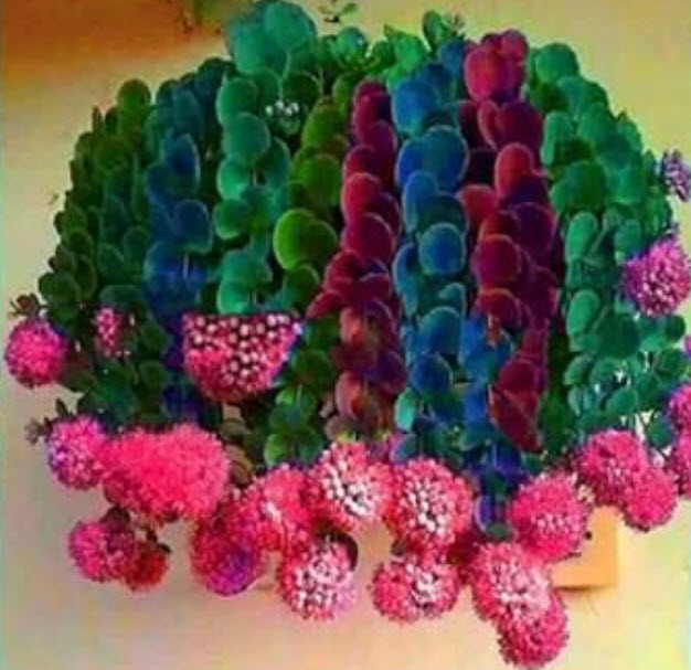 แคคตัส (Cactus-Onion) สีแดง / 50 เม็ด