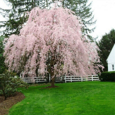 วีบพิ่ง เชอรี่ (Weeping Cherry - Pink Fountain) / 20 เม็ด