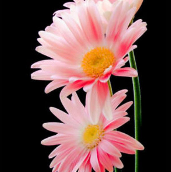 เยอบีร่า (Gerbera) คละสี / 25 เม็ด (นอก)