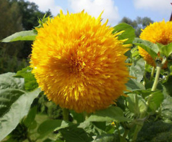 ทานตะวันซันโกลด์ (Sungold) สีเหลืองดอกใหญ่ / 25 เม็ด (UK)