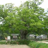 เซลโควาญี่ปุ่น (Zelkova Japanese ) / 10 เม็ด (UK)