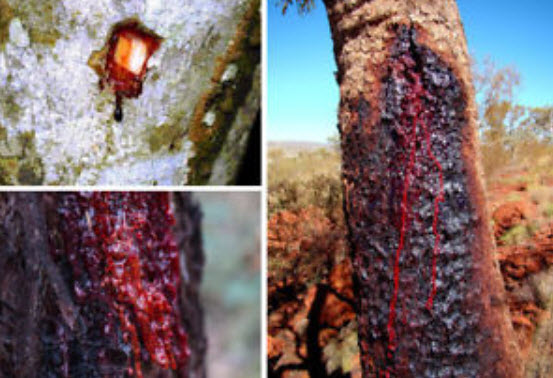 ต้นเลือดมังกร (Dragon blood tree) / 10 เม็ด (นอก)