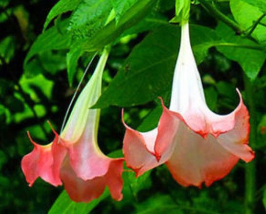 แตรนางฟ้า (Angel's trumpet) คละ / 6 เม็ด (UK)