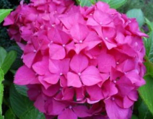 ไฮเดรนเยีย (Hydrangea) คละสี / 50 เม็ด (นอก)