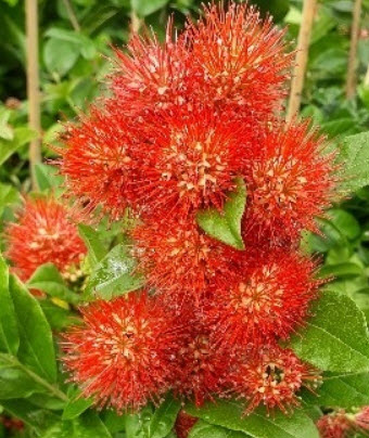 ต้นเงาะงาม หรือพู่อมร กระถาง 10 นิ้ว สูง 60-80 ซ.ม. / ต้น