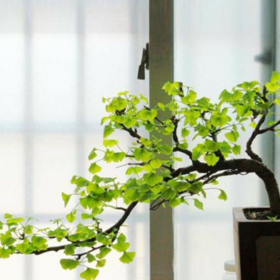 แปะก๊วย บอนไซ (Ginkgo Biloba) / 5 เม็ด (China)