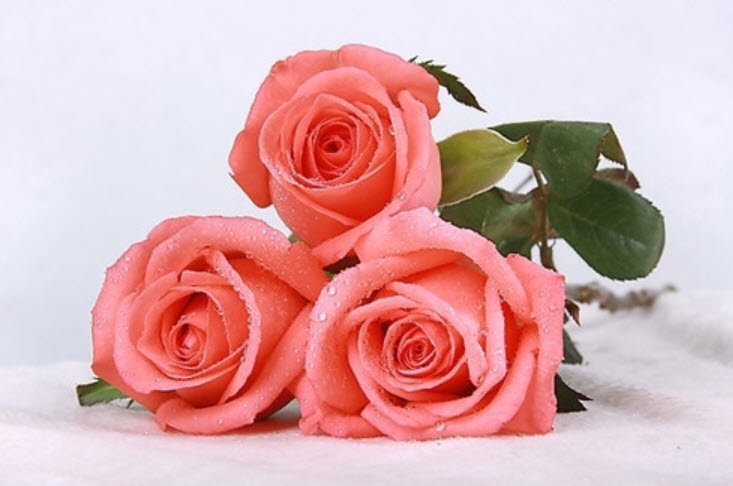 กุหลาบชมพู (Pink Rose) / 100 เม็ด (MG-5)