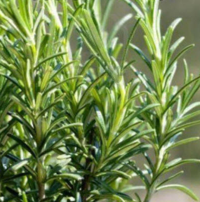 รัสเซียน ทาร์รากอน (Russian Tarragon) / 3,000 เม็ด (UK)