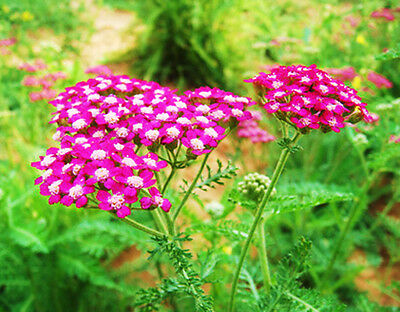 อชิเลีย (Achillea) สีชมพู / ซอง 50 เม็ด (A192)