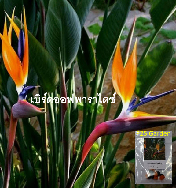ปักษาสวรรค์ (Strelitzia reginae) สีส้ม / 5 เม็ด (Portugal)*
