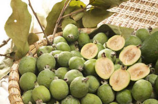 ฝรั่งเฟวโจว (Feijoa) / 10 เม็ด (USA)