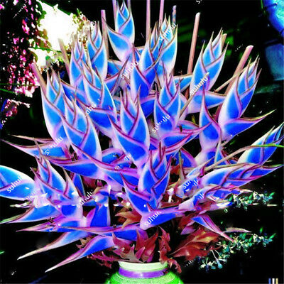 เฮลิโคเนียบอนไซ (Heliconia) คละ / 100 เม็ด