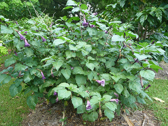 ลำโพง ดอกสีม่วง ลำโพงกาสลัก / 15 เม็ด (P2S)