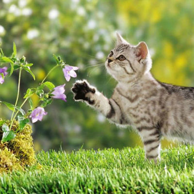 แค็ทนิพ หรือกัญชาแมว (catnip) / 400 เม็ด (นอก)