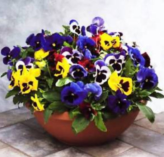 แพนซี (Pansy) คละ / ซอง 50 เม็ด (A070)