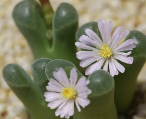 โคโนไฟทั่ม ลองกัม (Conophytum longum) / 5 เม็ด (Spain)