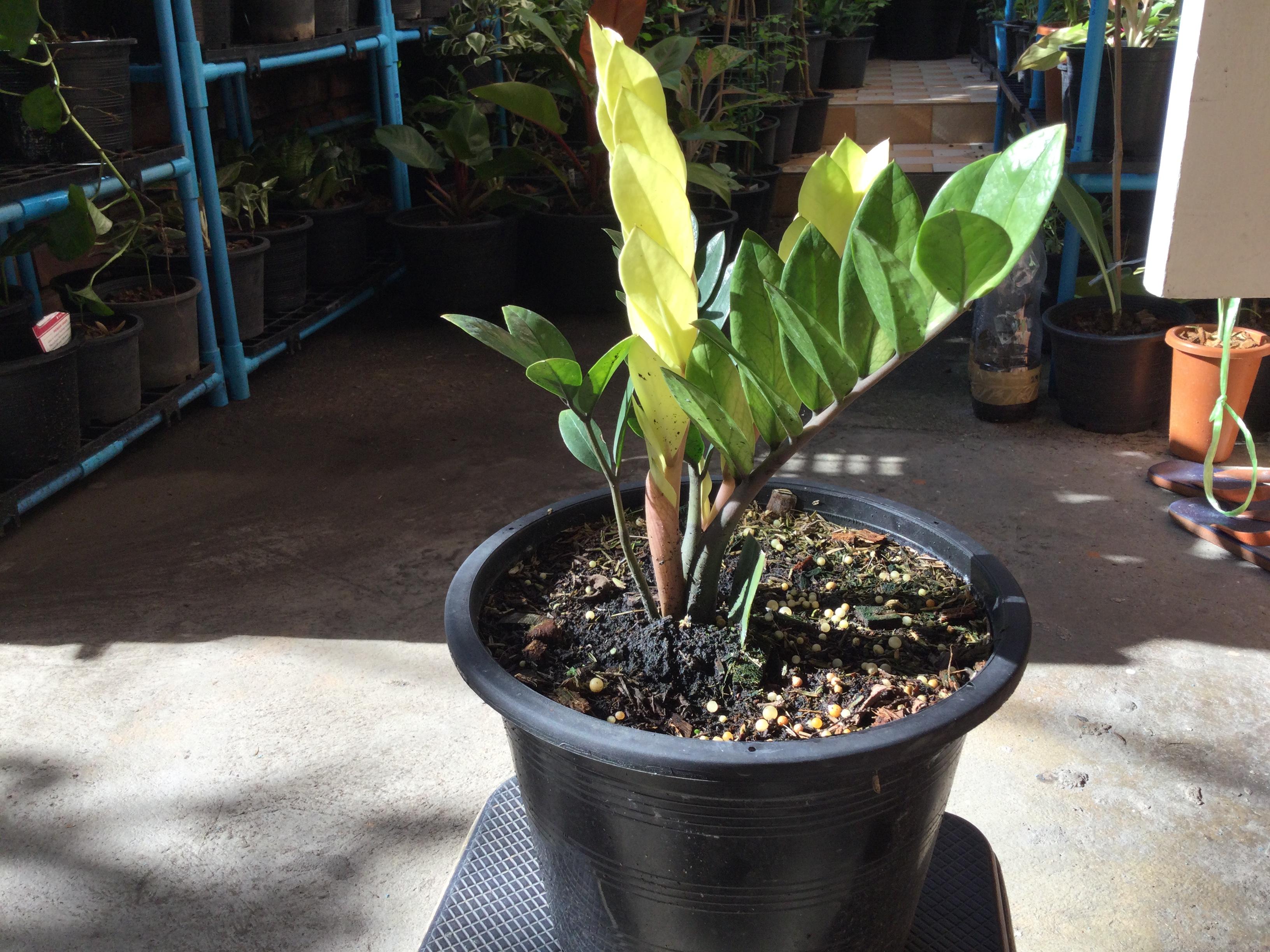 ต้นกวักมรกตด่างสีทอง กระถาง 10 นิ้ว*