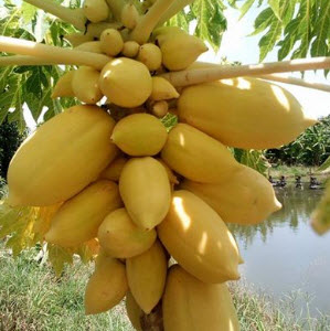 มะละกอเหลืองทอง ก้านเหลือง / 10 เม็ด (ไทย)