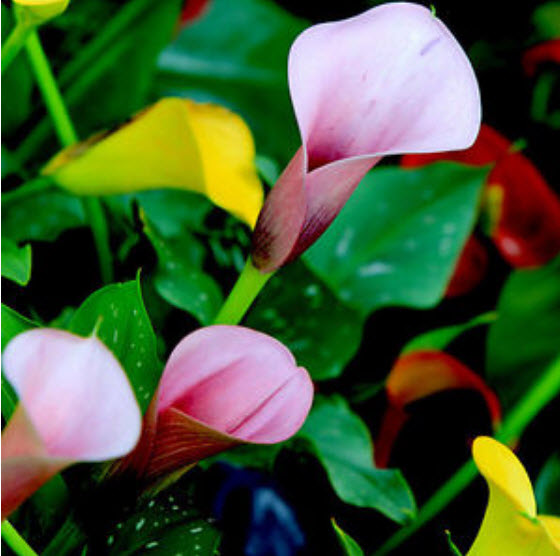 คาลล่า ลิลี่ (Calla Lily) บอนไซ คละ / 100 เม็ด (นอก)