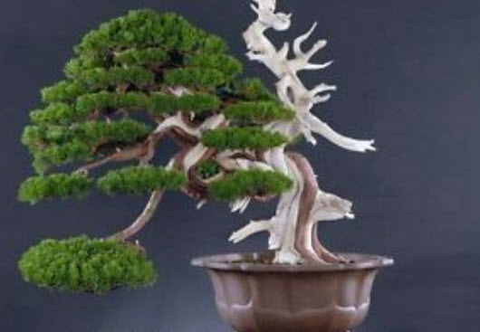สนซีดาร์ บอนไซ (Cedar Bonsai) / 15 เม็ด (นอก)