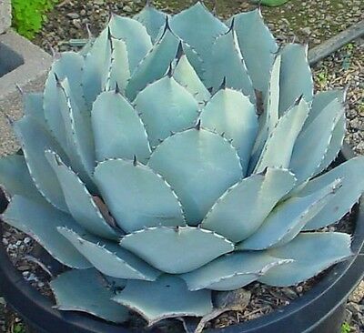 อะกาเว่ (Agave Parryi) / 10 เม็ด (UK)