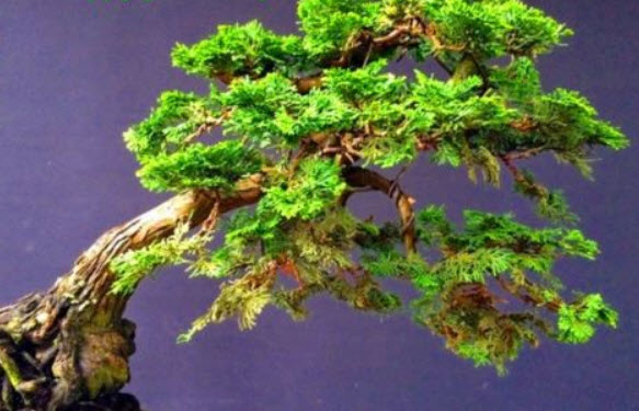 สนฮิโนกิ (Hinoki Cypress) / 50 เม็ด (UK)
