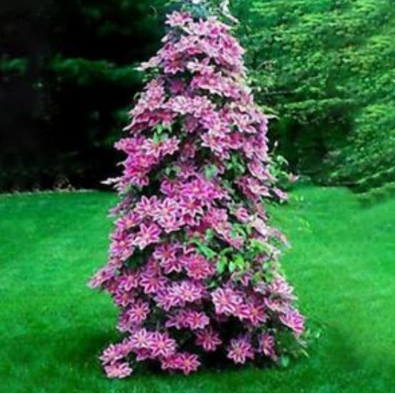 เคล็มแมททิส (Clematis) สีกุหลาบชมพู / 50 เม็ด