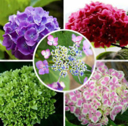 ไฮเดรนเยีย (Hydrangea) คละสี / 50 เม็ด (นอก)
