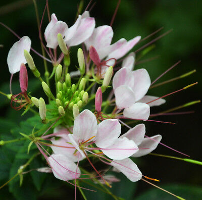 เสี้ยนฝรั่ง (Spider flower) คละ / ซอง 80 เม็ด (P2S)*