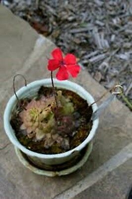 Red Mexican Butterwort / 5 เม็ด (Israel)
