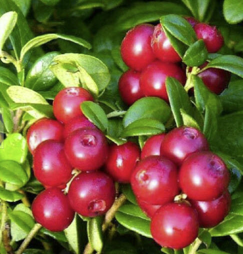 ลินกอนเบอรี่ (Lingonberry) / 25 เม็ด (Romania)