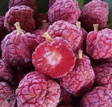 ต้นหม่อนลิ้นจี่ สูง 80-100 ซ.ม. / ต้น