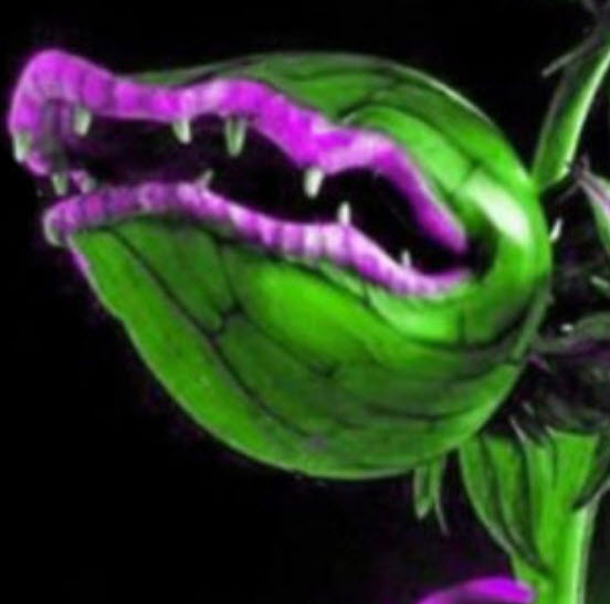 กาบหอยแครงยักษ์ (Giant Venus Flytrap) ปากชมพู-ม่วง / 50 เม็ด