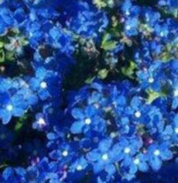 สตาร์ ฟลาวเวอร์ (Star Flower) สีน้ำเงิน / 25 เม็ด (นอก)