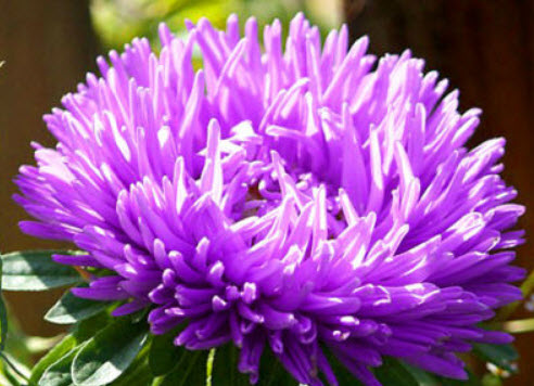 แอสเตอร์จีน - มิลาดี้ ไลแลค (China Aster - Milady Lilac) / 400 เม็ด (UK)