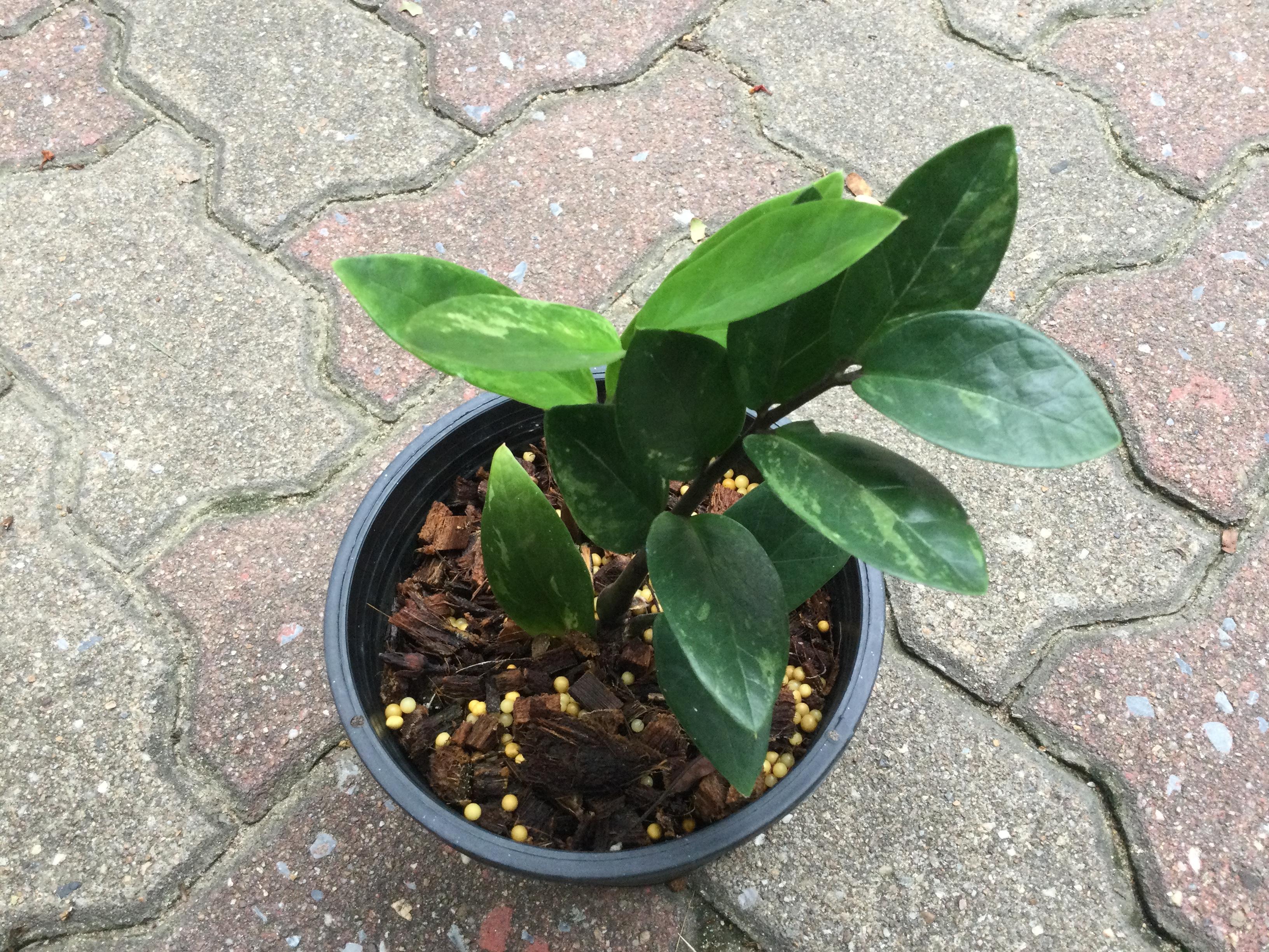 ต้นกวักมรกตแคระด่าง กระถาง 6 นิ้ว / ต้น