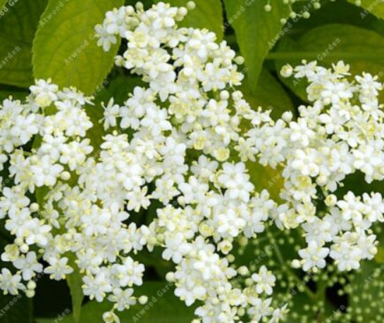 อัลเดอร์เบอรี (Elderberry) / 10 เม็ด (นอก)