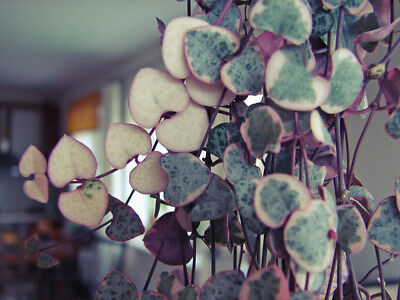 สายป่านดวงใจใบสามสี (Tricolor Chain of Heart) / 10 เม็ด (นอก)