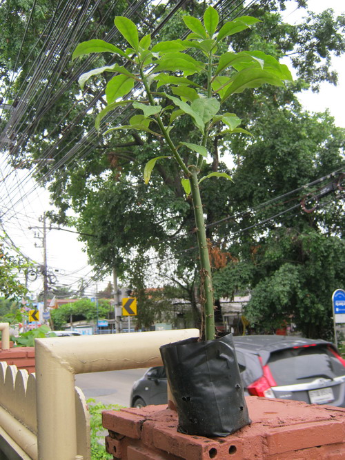 ต้นกุหลาบพุกาม ถุงดำ สูง 10-20 ซ.ม.